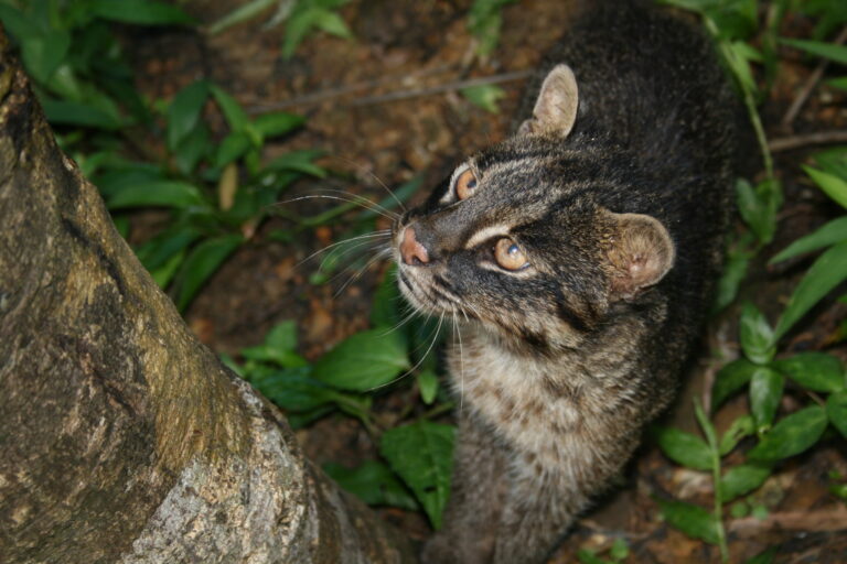 The Iriomote cat (Prionailurus bengalensis iriomotensi).