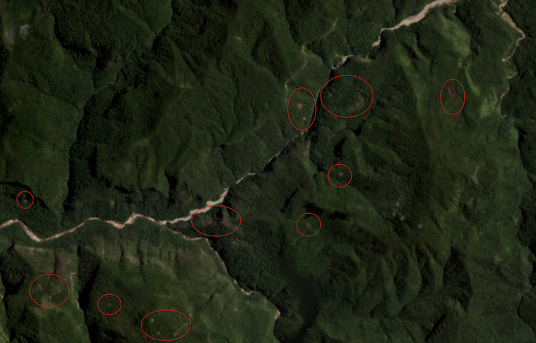 Satellite imagery captured September 2023 shows several clearings along the Cutivireni River inside Otishi National Park. Image by Planet Labs.