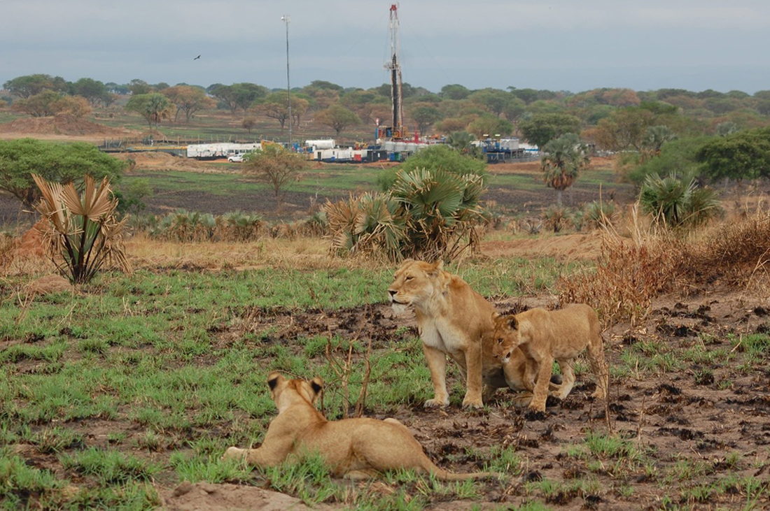 Lions in Uganda’s Murchison Falls National Park with oil drilling equipment in background. 