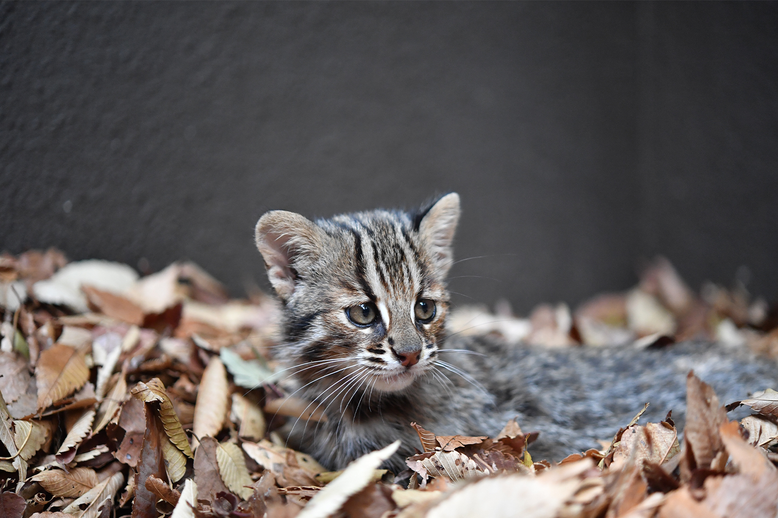 A Tsushima cat kitten bred in captivity. 