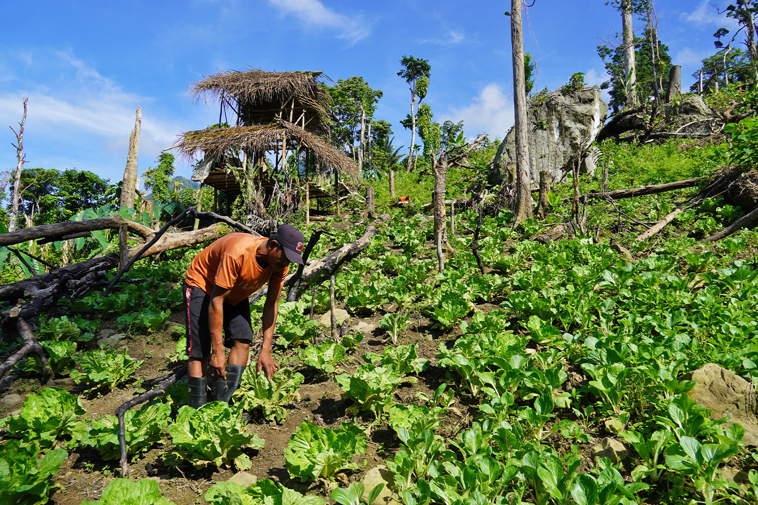 Eke Lastama, a Pala'wan leader, monitors the growth of organic cabbage in a swidden farm within the Mantalingahan range, selling the highland vegetable in the lowland market upon harvest.