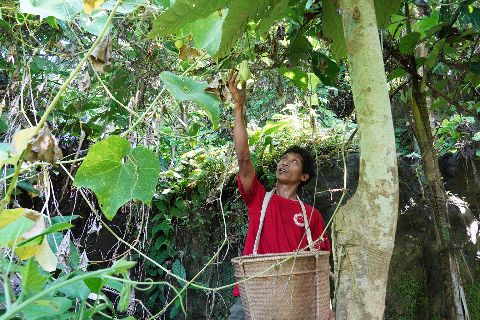 Posito Daom cultivates and harvests chayote without using chemicals, selling the produce to meet household needs and support his children's education.