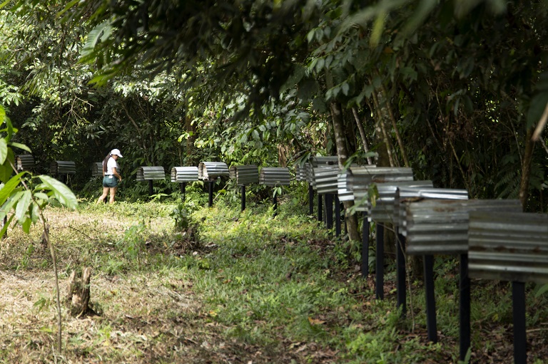 bee hives Colombia