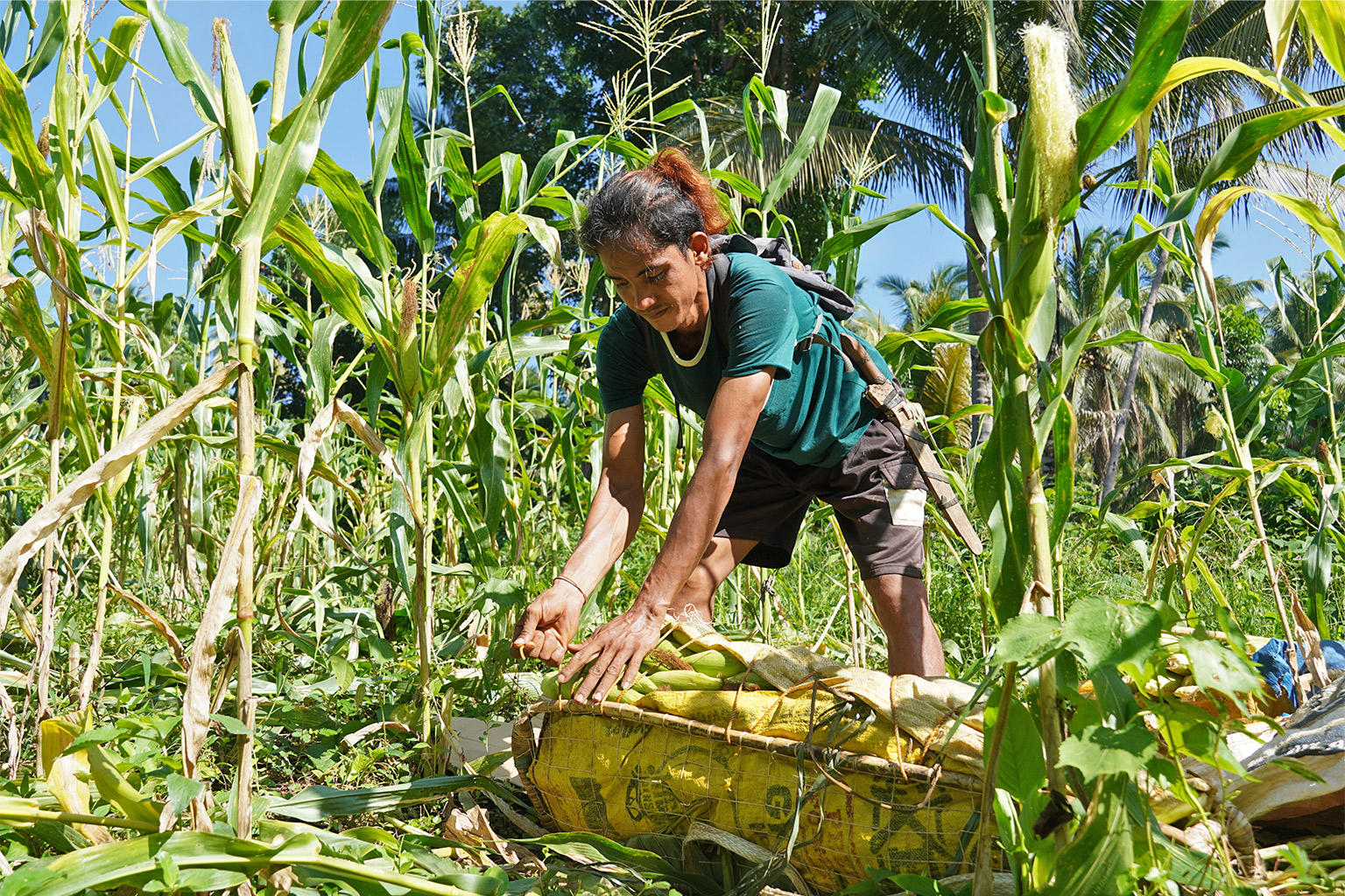 A Pala'wan man harvests pesticide-free corn in Tatandayan hamlet within the Mantalingahan range. 