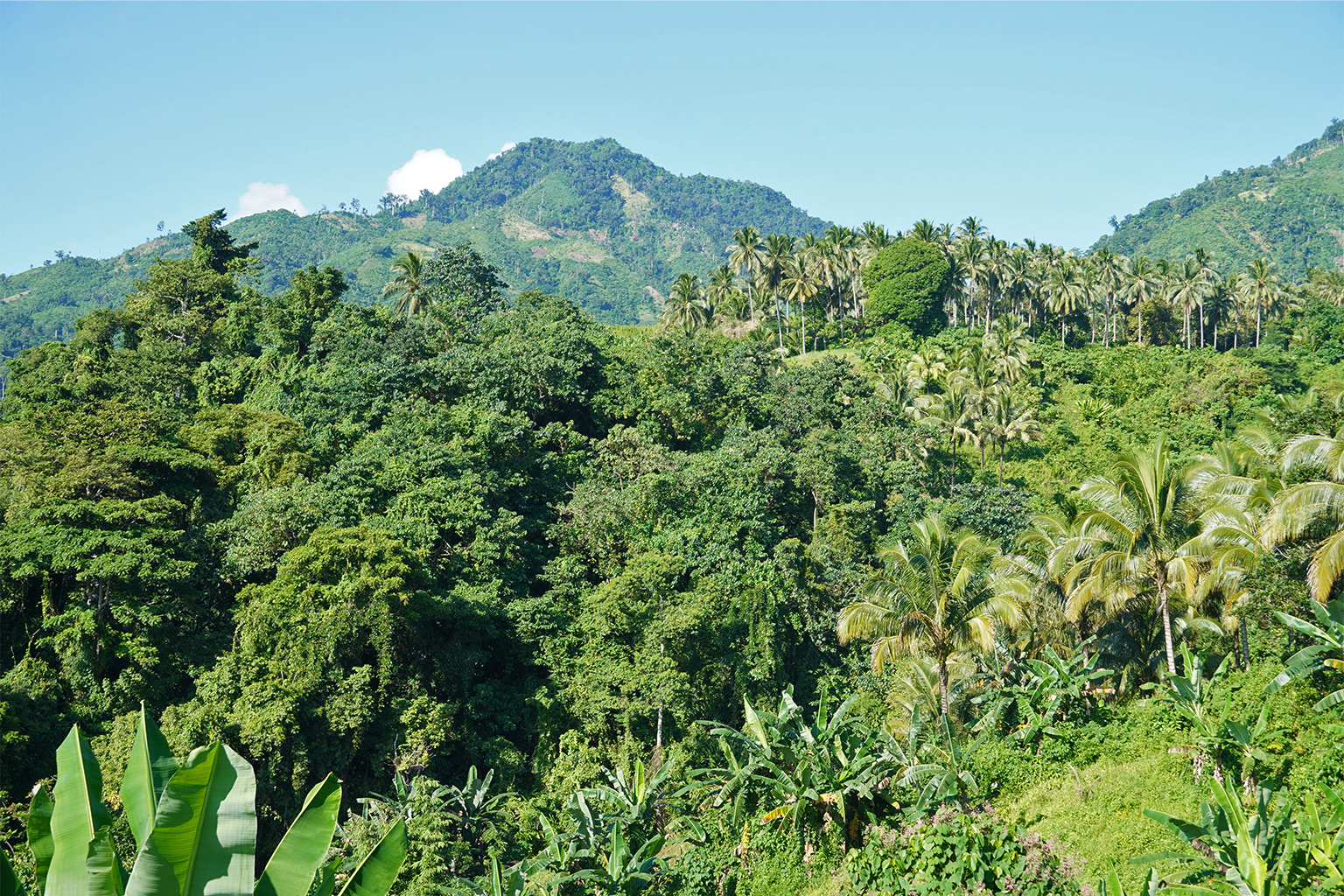 In Tatandayan, deep-rooted timber trees, fruit trees, and vegetable crops coexist in a thriving agroforestry system, reducing forest pressure and mitigating surface runoff, nutrient leaching, and soil erosion.