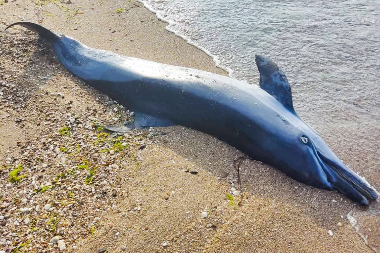 A dead dolphin washed up.