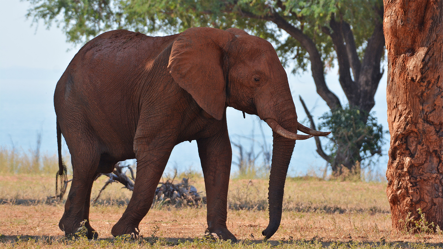 An elephant in Cameroon.