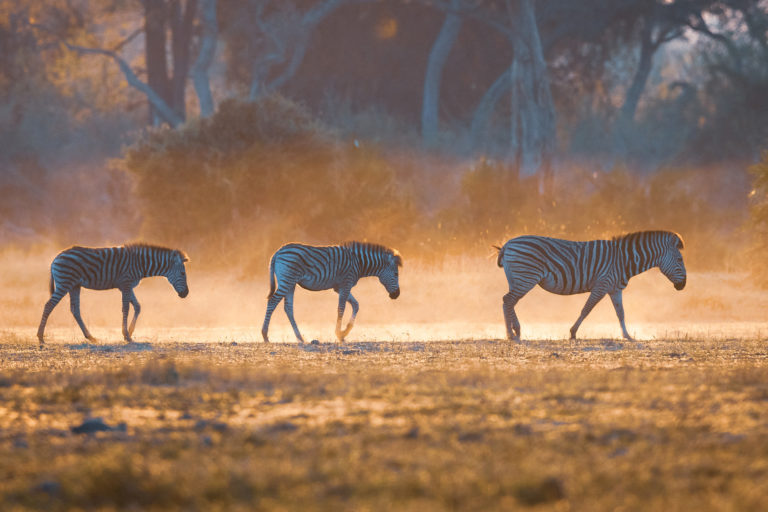 Zebras in Okavango Delta.