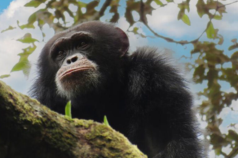 a western chimpanzee in a tree