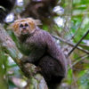A buffy-headed marmoset