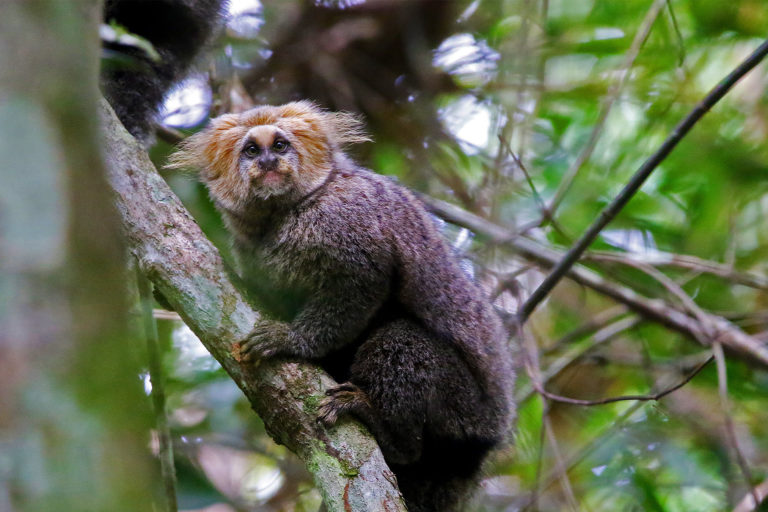 A buffy-headed marmoset