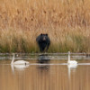 A black bear stands onshore looking at four tundra swans on the water.