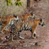 Three Bengal tigers in India.