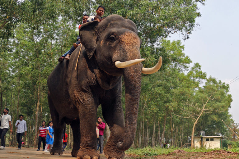 Tourists going on a ride on a captive elephant.