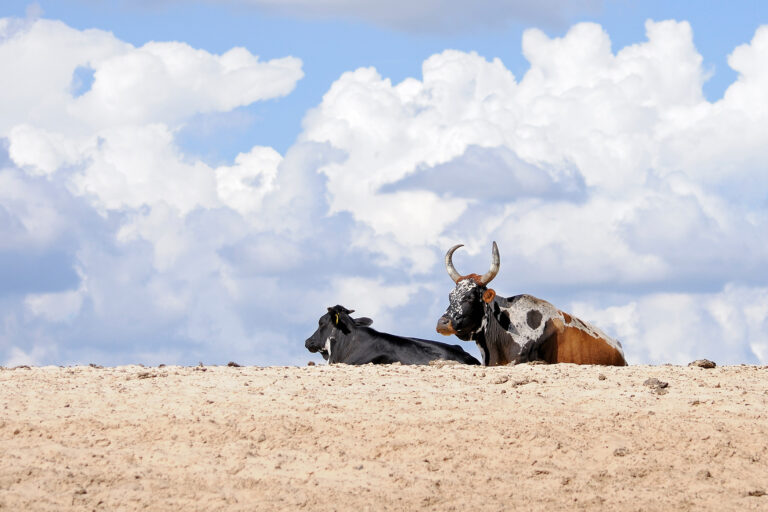 Sanga cattle on Zambezi River bank.
