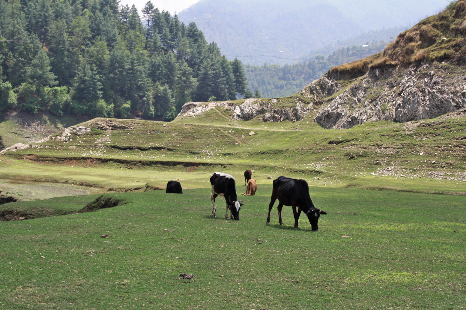 Cows grazing in open field.