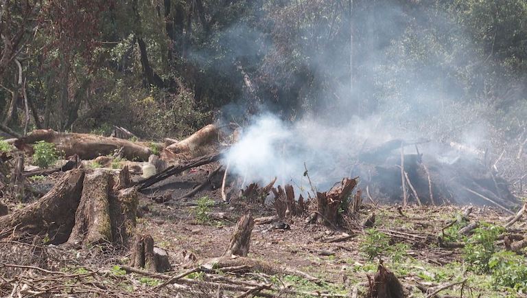 A fire burns in Olpusimoru Forest Reserve. Image by Keit Silale for Mongabay.