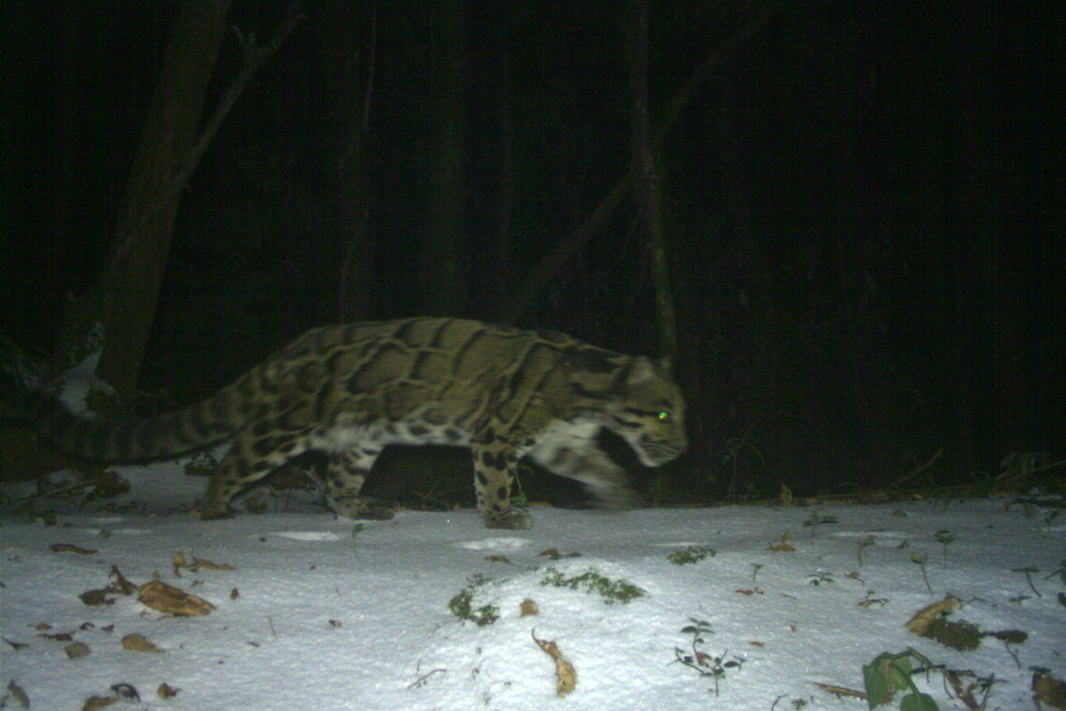 A clouded leopard caught on camera trap in Nepal. 