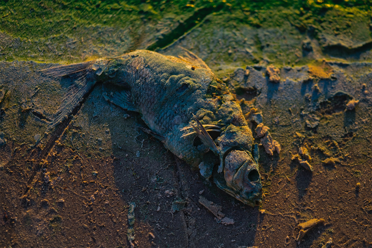 A dead cod