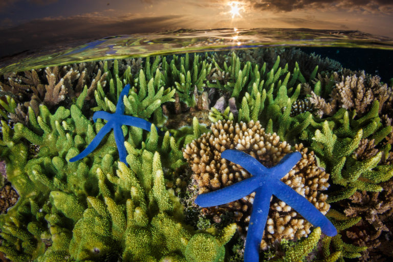 Blue starfish in coral reef.