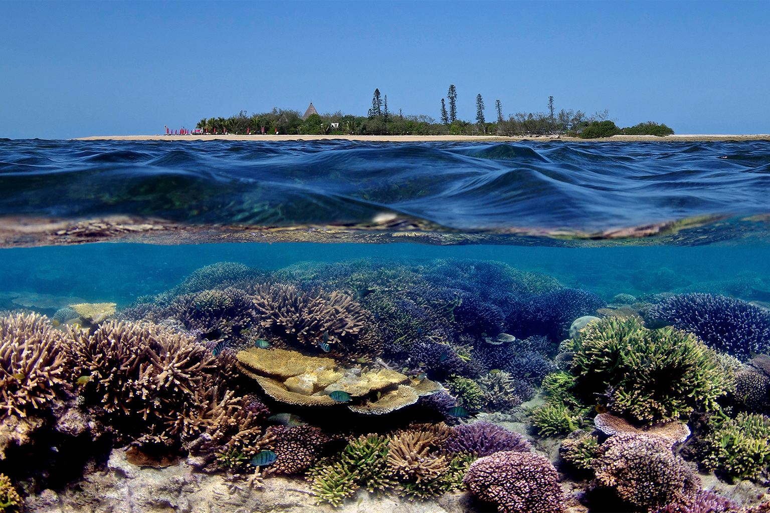 View of shoreline and underwater corals in New Caledonia. 