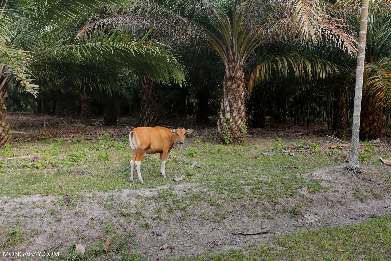 A cow in an oil palm plantation. 