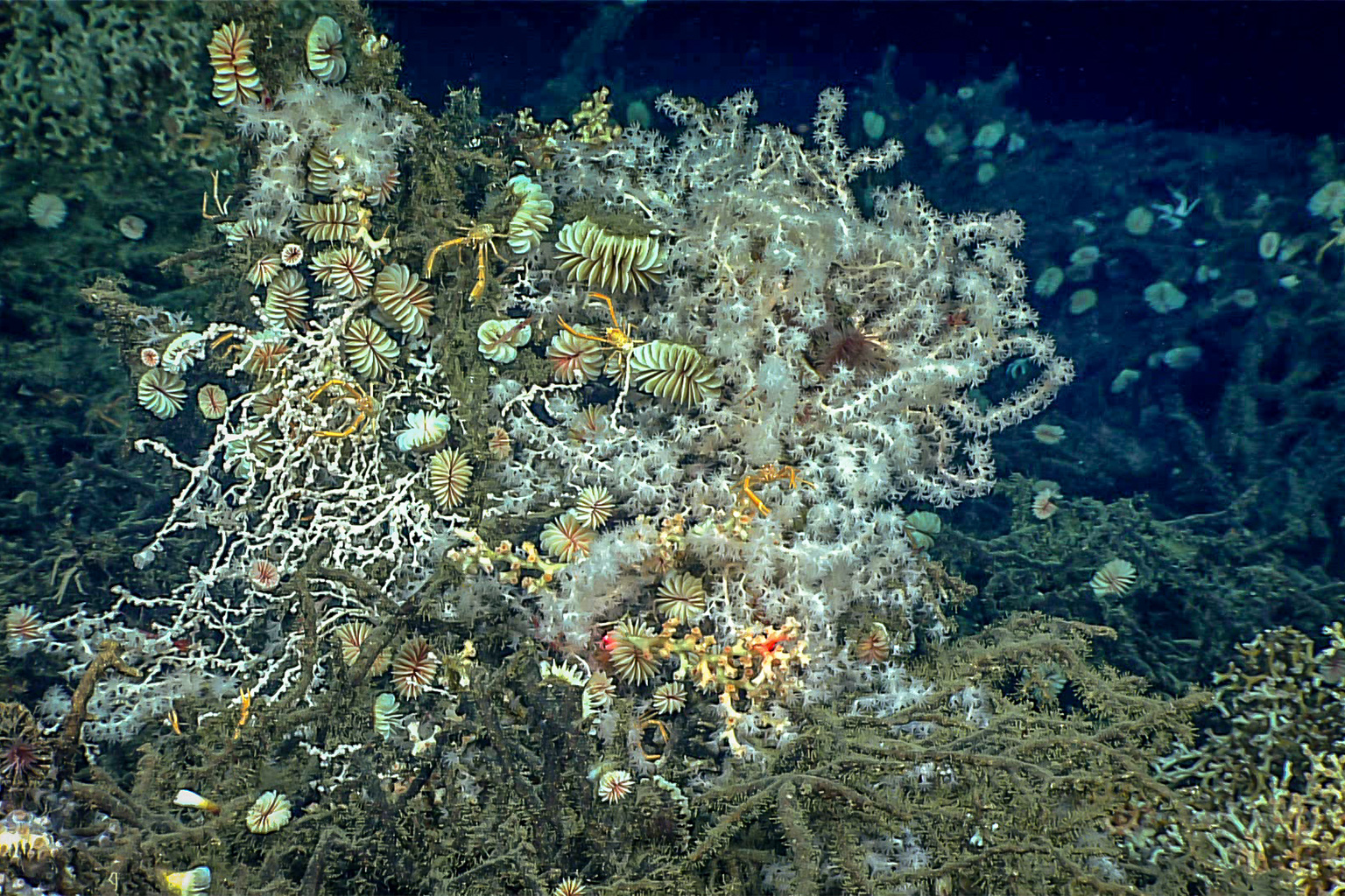 A coral reef in the deep-sea.