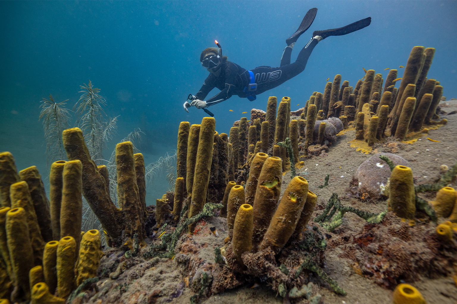 A snorkeler and sea-sponges in Dominican waters.