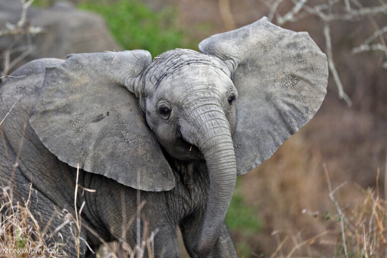 An African elephant calf in kruger National Park, South Africa.