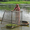 A fisherwoman fishing using cage aquaculture.