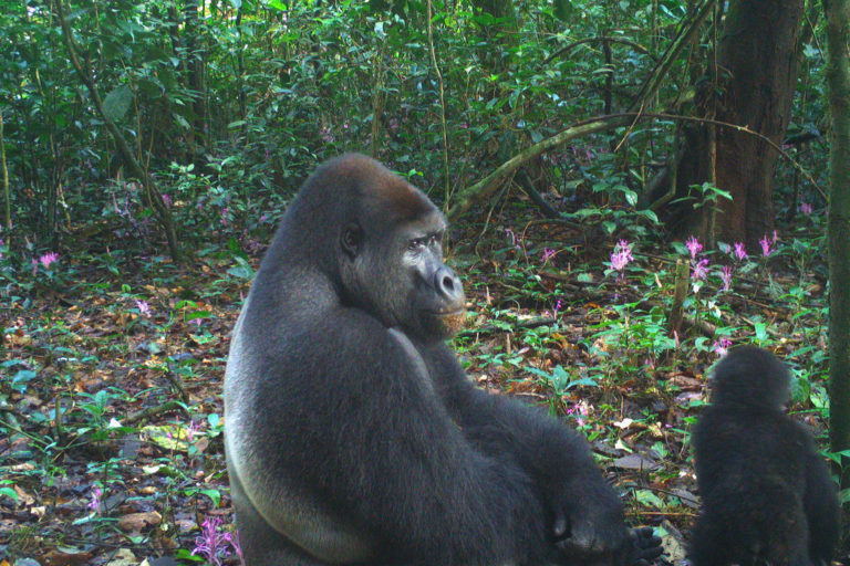 Camera trap image of an adult male and a baby gorilla in Ebo Forest.