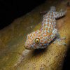 A tokay gecko.