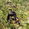 A gorilla in Bwindi Impenetrable National Park.