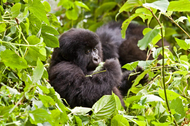 A mountain gorilla encountered during a gorilla tourism trek in Uganda.