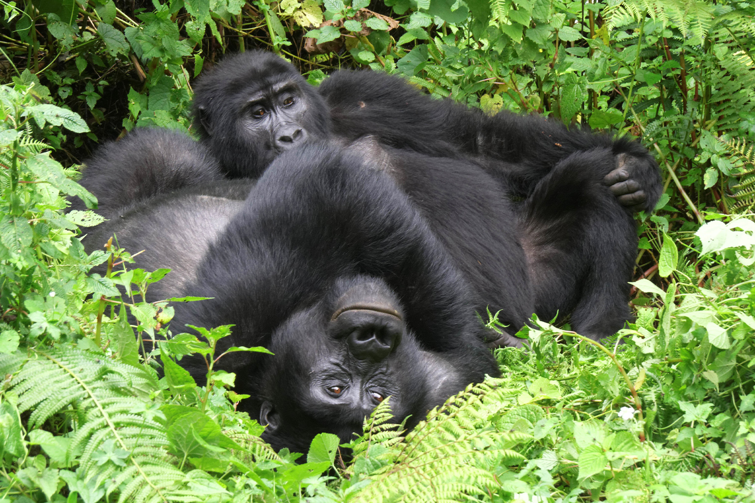 Gorillas in Biwindi Impenetrable National Park, Uganda. 