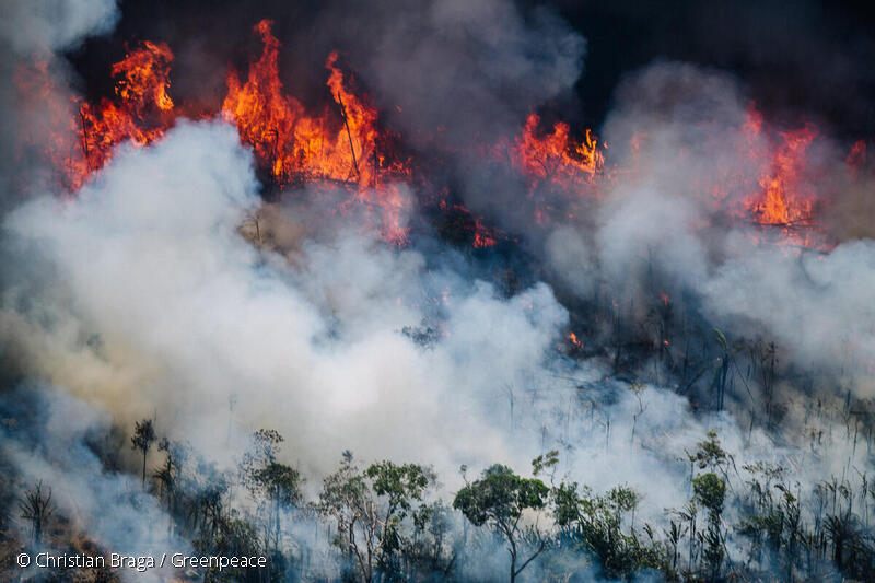 Fire near Humaitá, Amazonas in August 2022. Photo © Christian Braga / Greenpeace