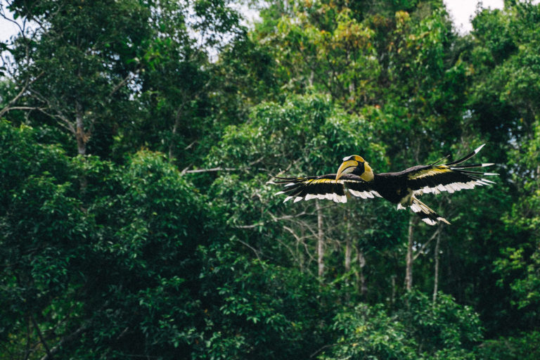 A hornbill flies in a tropical forest.