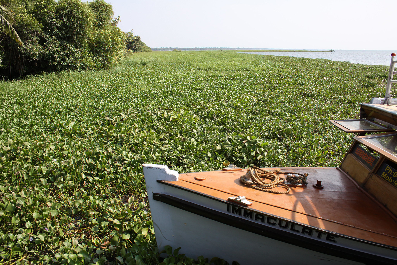 Water hyacinth overgrown in a lake in India. 