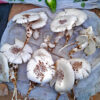 Termitomyces schimperi (called othepo in Lomwé) for sale at the Gilé market.