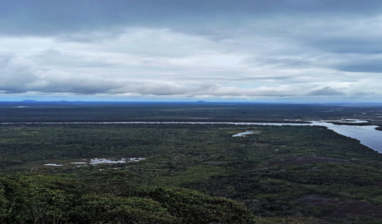 amazon landscape