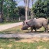 rhinos grazing Nepal