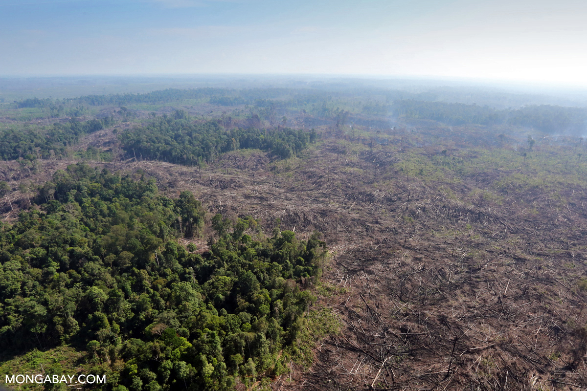 Illegal forest clearing and burning in Sumatra, Indonesia. 