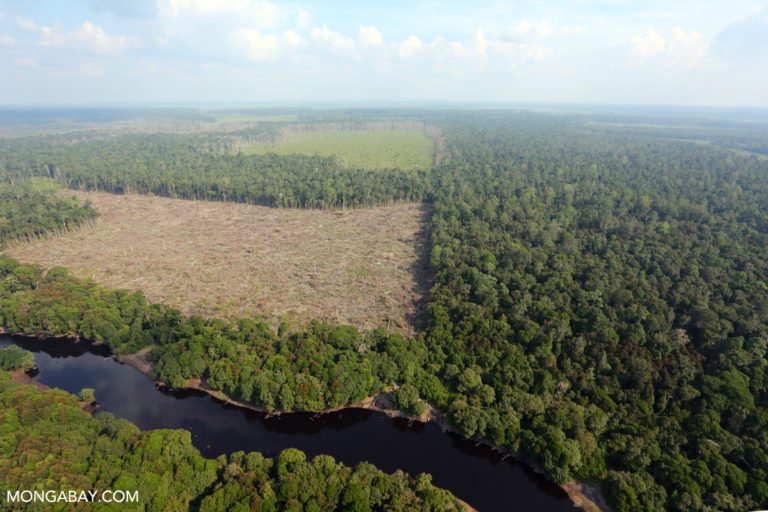 Forest illegally cleared for oil palm in Riau Province. Photo by Rhett A Butler