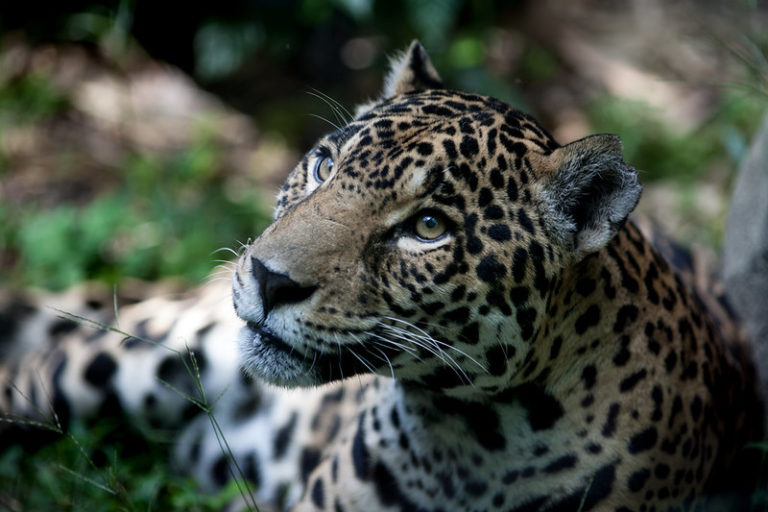 Jaguars still roam the Chaco, but they require large tracts of contiguous forest to survive and reproduce. As forest is destroyed, fewer of these intact landscapes exist. Photo by Eduardo Merille via Flickr (CC BY-SA 2.0).