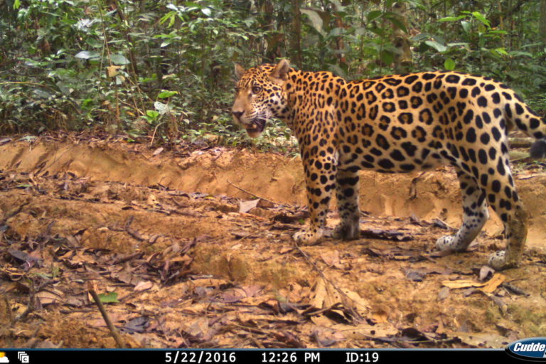 A jaguar caught by a camera trap in the north of Bolivia (image: ACEAA- Conservación Amazónica).