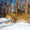 A leopard in Primorsky Krai region in the Russian Far East caught on camera.