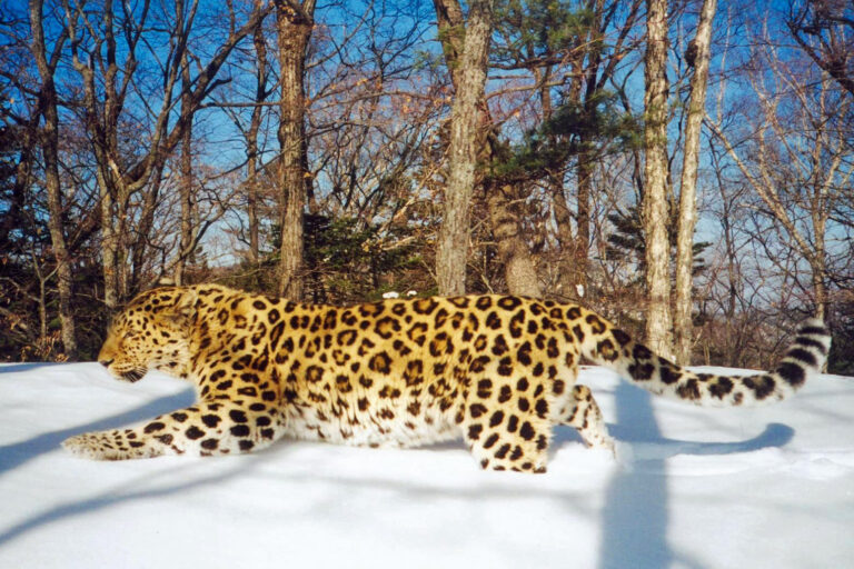 A leopard in Primorsky Krai region in the Russian Far East caught on camera.