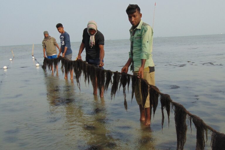 Local fishermen harvesting seaweed in Bangladesh.