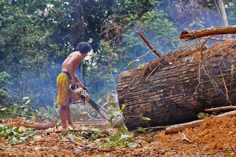 Logging in Borneo.