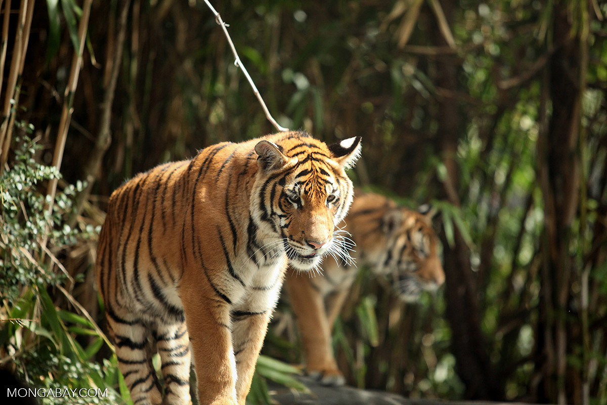 Two Malayan tigers.